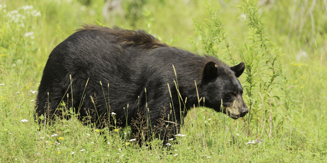 Im Pacific Rim Nationalpark kann man Braunbären in ihrer natürlichen Umgebung sehen.
