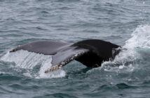 Whale Watching Kanada