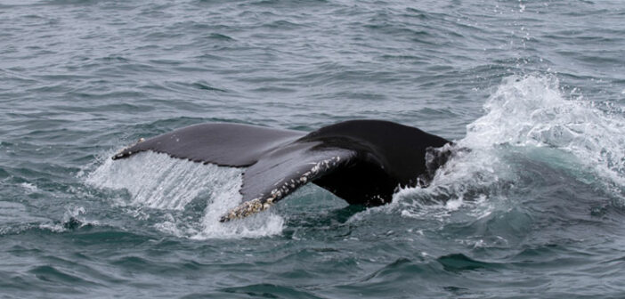 Whale Watching Kanada