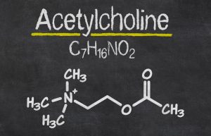 Bei der Milchsäuregärung entstehen neben Acetylcholin auch Enzyme und Vitamine. (#3)