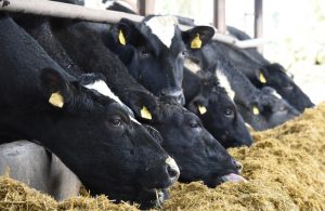 Die Milchsäuregärung unterstützt bei der Herstellung von Silage (Silofutter oder Gärfutter) und ermöglicht so die Fütterung von Vieh im Winter. (#4)