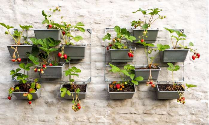 Mit dem Anbauen von eigenem Obst und Gemüse wird gleich ein weiterer Terrassen-Trends 2022 umgesetzt ( Foto: Adobe Stock - Luoxi )