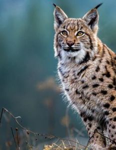 Großzügige Spende: 100.000 Euro für Tiere in Not (Foto: AdobeStock - Tomas Hulik 169605540)