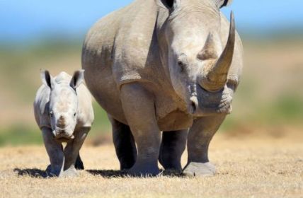 African Parks kauft größten privaten Nashorn-Zuchtbetrieb Nashörner aus privater Zucht gerettet - Auswilderung (Foto: AdobeStock - byrdyak)