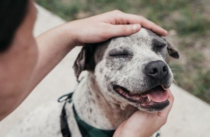 Hundeleiden durch falsche Erziehung: Vorbeugen und (Foto: AdobeStock - Preeya 508820744)