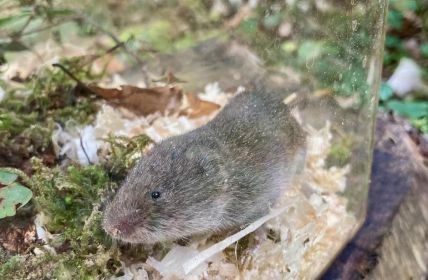 Sensationelle Wiederentdeckung: Bayerische Kurzohrmaus nach 60 Jahren (Foto: David Stille, Stille NATUR)