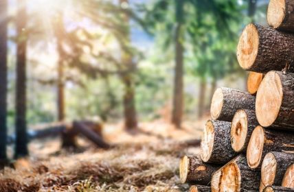 Holzverpackungen: Nachhaltig, vielseitig und (Foto: AdobeStock - Milan 333211929)