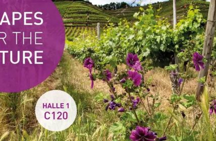 Entdecken Sie Weine aus dem Norden Deutschlands auf der ProWein-Messe Neue, innovative Rebsorten: Eine Vielfalt an Weinen auf der (Foto: Deutsches Weininstitut)