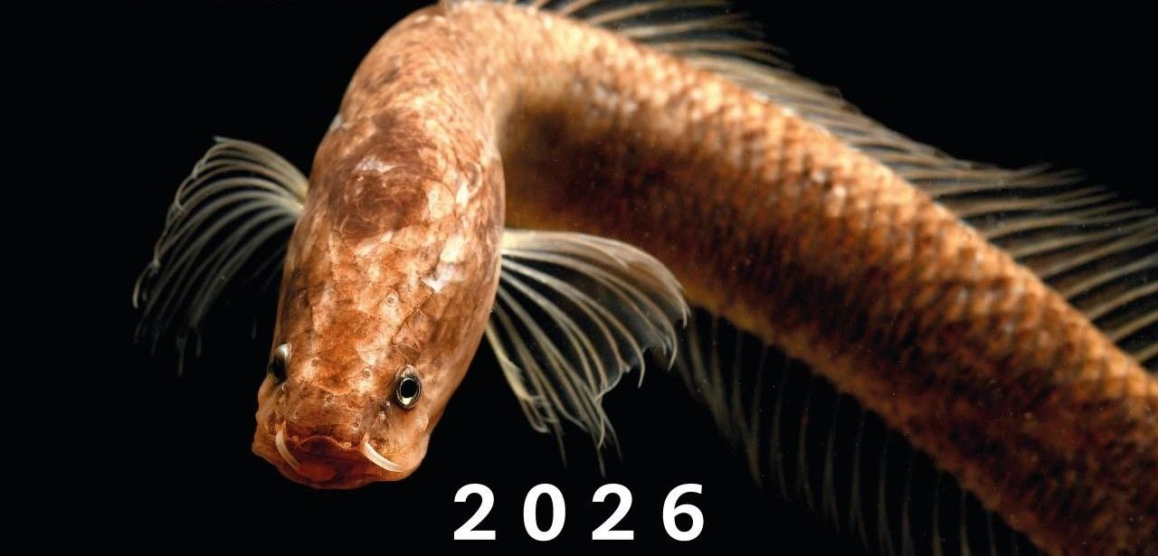 Fotokalender One of a Kind verbindet Logistik mit (Foto: Senckenberg)