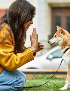 SGD bietet flexiblen Fernlehrgang Hundetrainer mit Theorie und (Foto: SGD.)