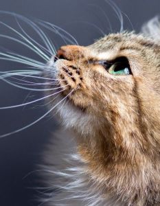 Deutscher Tierschutzbund warnt: H5N1 minimalisches Ansteckungsrisiko aber nicht (Foto: AdobeStock - fantom_rd - 112606090)