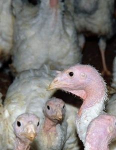 EFSA fordert Putenhaltungsstandards zur Steigerung des Tierwohls in (Foto: Deutscher Tierschutzbund e.V.)