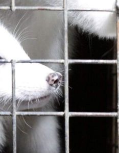 EU-Kommission verzögert Entscheidung zum Pelzhandelsverbot trotz 1,5 Millionen (Foto: Deutscher Tierschutzbund e.V.)
