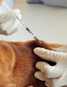 Importierter Tollwutfall weckt Sorgen: Regelmäßige Impfungen bleiben dauerhaft (Foto: AdobeStock - Seventyfour - 517778159)