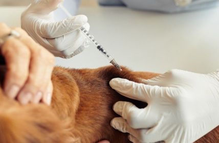 Importierter Tollwutfall weckt Sorgen: Regelmäßige Impfungen bleiben dauerhaft (Foto: AdobeStock - Seventyfour - 517778159)