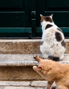 Jedes Katzenleben zählt zeigt Top-Irrtümer auf und fördert (Foto: AdobeStock - Sarah Rypma - 623835870)