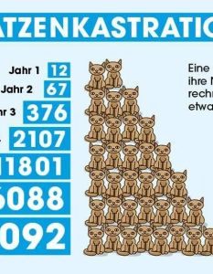 Landkreis Günzburg führt verbindliche Katzenschutzverordnung ab September 2026 (Foto: PETA)