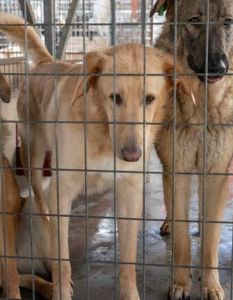 Nathan Goldblat fordert jetzt EU-Förderstopp für Rumäniens grausame (Foto: Deutscher Tierschutzbund e.V.)