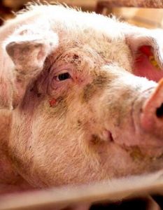 Neustrukturierung des BMLEH ab März: Effizient, aber ohne (Foto: Deutscher Tierschutzbund e.V.)