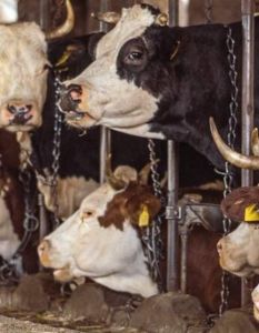 Niedersachsen verbietet Anbindehaltung bei Rindern - Millionen Tiere (Foto: Deutscher Tierschutzbund e.V.)