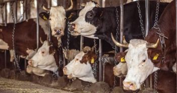 Niedersachsen verbietet Anbindehaltung bei Rindern - Millionen Tiere (Foto: Deutscher Tierschutzbund e.V.)