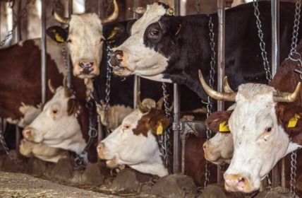 Niedersachsen verbietet Anbindehaltung bei Rindern - Millionen Tiere (Foto: Deutscher Tierschutzbund e.V.)