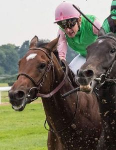 Tierschutzbund kritisiert Galopprennsport 2025 wegen massivem Peitscheneinsatz und (Foto: Deutscher Tierschutzbund e.V.)