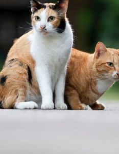 Tierschutzbund unterstützt landesweite Frühjahrskastrationsaktion Schleswig-Holstein mit 20.000 Euro (Foto: AdobeStock - Champ - 664698892)