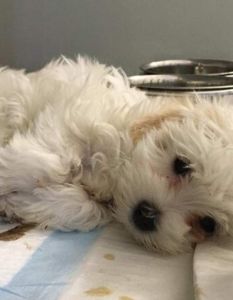 Tollwutfall im Tierheim: Tierschutzbund fordert umfassende Regulierung des (Foto: Deutscher Tierschutzbund e.V.)