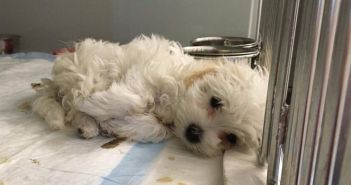 Tollwutfall im Tierheim: Tierschutzbund fordert umfassende Regulierung des (Foto: Deutscher Tierschutzbund e.V.)