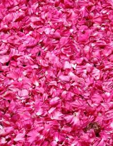 Rosenfest in El-Kelaa MGouna verknüpft Tradition, Kultur und (Foto: AdobeStock - alessandro0770 - 378190278)