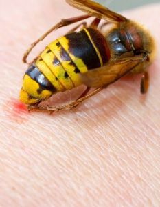 Feuchter Spätsommer steigert Mückenaktivität und belastet Praxen mit (Foto: AdobeStock - n Jürgen Fälchle - 72012651)