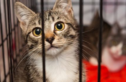 Schleswig-Holstein führt ab 1. Juli 2026 landesweite Katzenschutzverordnung (Foto: AdobeStock - Okssi - 120826845)