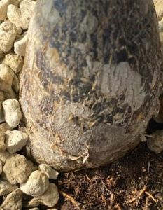 Weißer Schimmel auf Blumenerde: Ursachen erkennen und effektiv (Foto: frux)