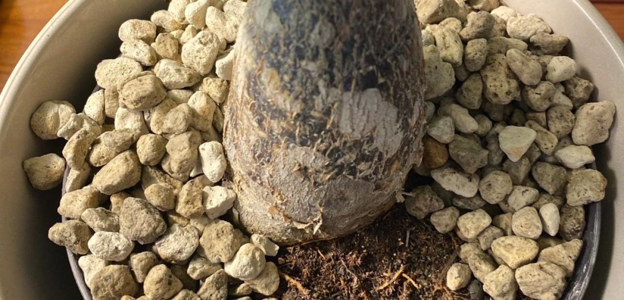 Weißer Schimmel auf Blumenerde: Ursachen erkennen und effektiv (Foto: frux)