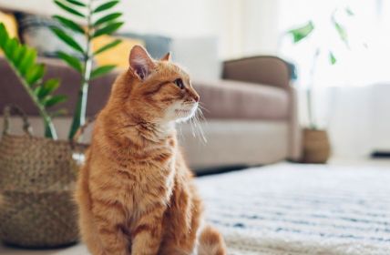 Chronische Nierenerkrankung bei Katzen früh erkennen und gezielt (Foto: AdobeStock - maryviolet - 268042523)