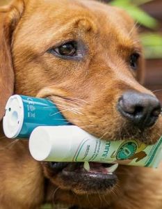 Häusliche Zahnpflege beim Hund beginnt direkt nach professioneller (Foto: Emmi Ultrasonic GmbH)