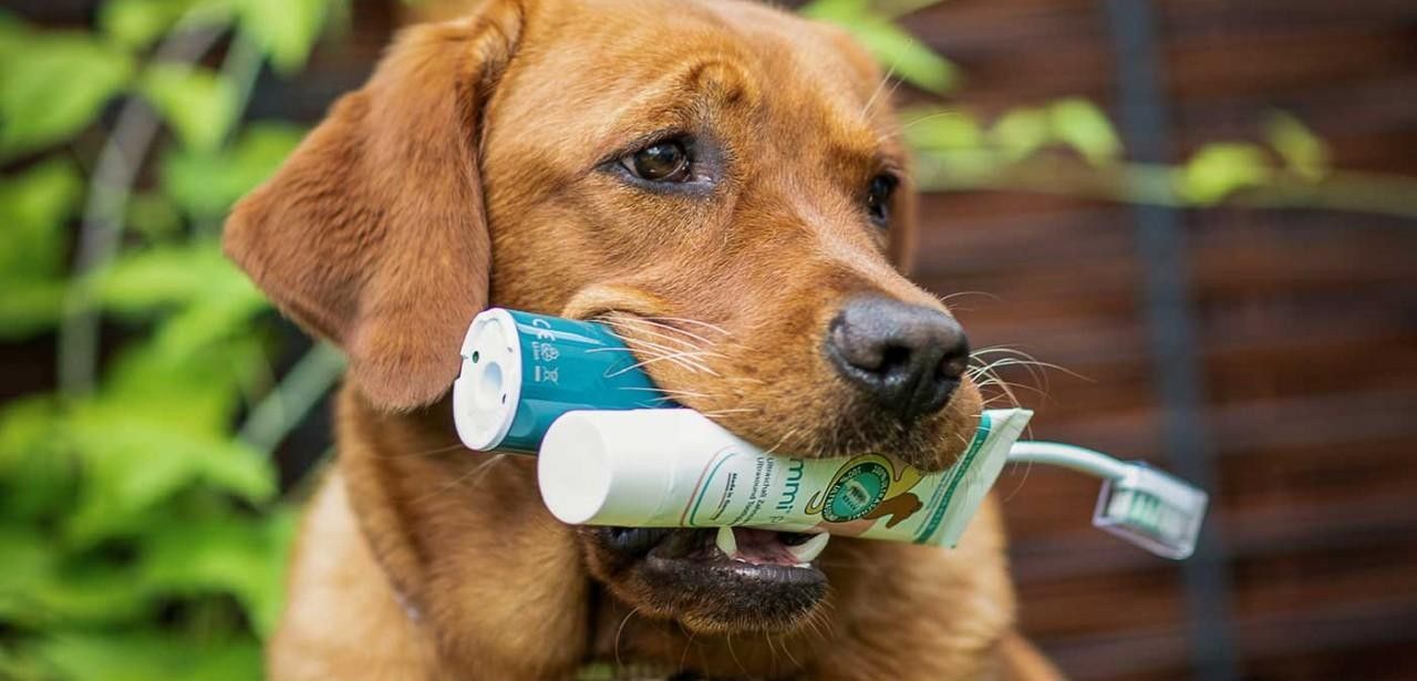 Häusliche Zahnpflege beim Hund beginnt direkt nach professioneller (Foto: Emmi Ultrasonic GmbH)