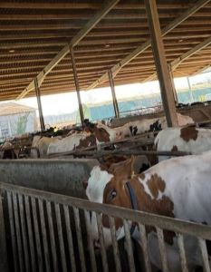 Prävention senkt Krankheitsfolgen bei Milchkühen und stärkt Tierwohl (Foto: Agrar- und Veterinär-Akademie (AVA))