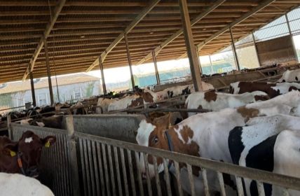 Prävention senkt Krankheitsfolgen bei Milchkühen und stärkt Tierwohl (Foto: Agrar- und Veterinär-Akademie (AVA))
