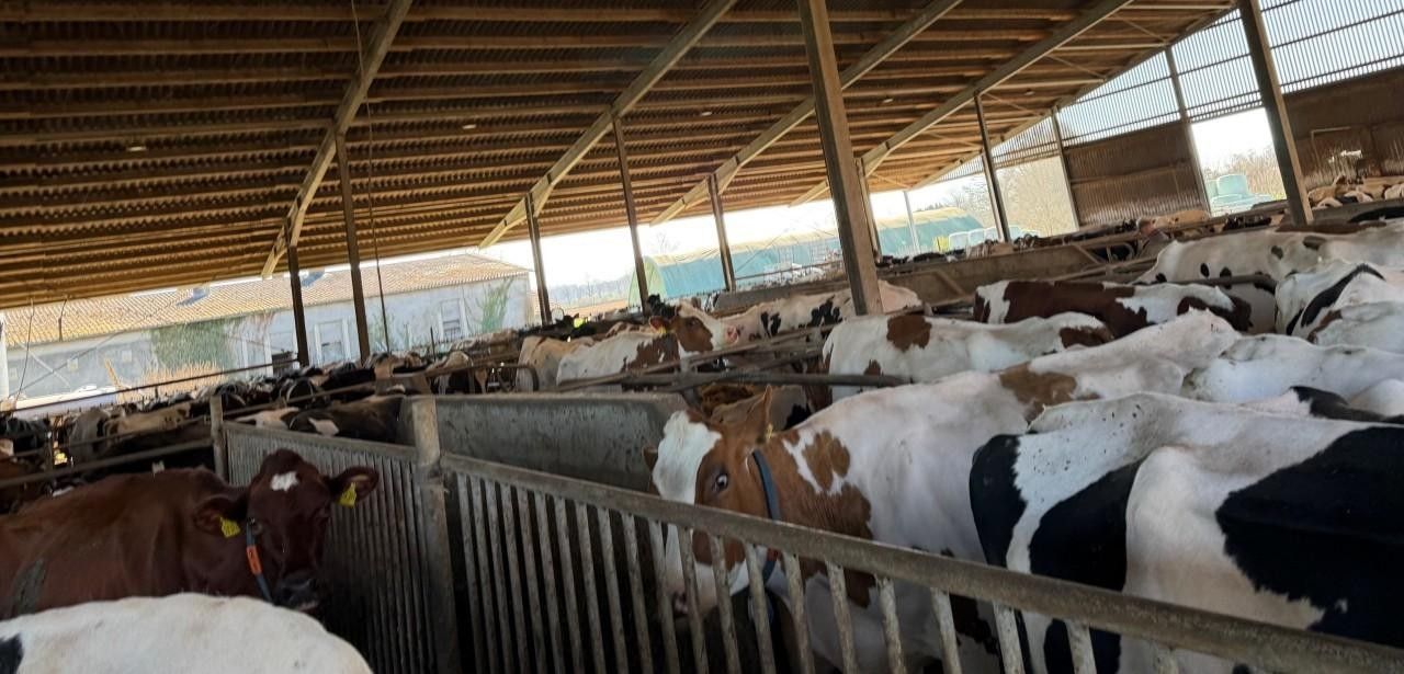 Prävention senkt Krankheitsfolgen bei Milchkühen und stärkt Tierwohl (Foto: Agrar- und Veterinär-Akademie (AVA))