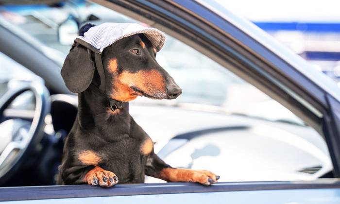 Im Auto zu verreisen ist für die Fellnase die angenehmste Art zu Reisen. (Foto: shutterstock - Masarik)