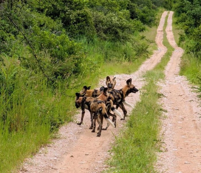 Ruaha Wildhund-Sichtung (Foto: Afrika Plus Reisen)